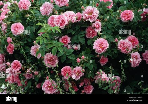 jacques cartier roses australia